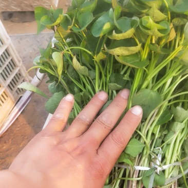 济薯26苗