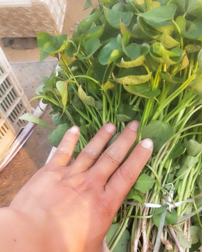 济薯26苗