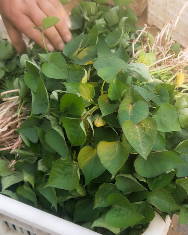 济薯26苗