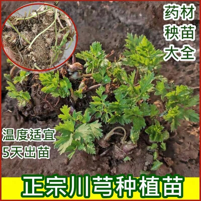 川芎秧苗中药材川芎芽子包出芽包回收免费技术指导