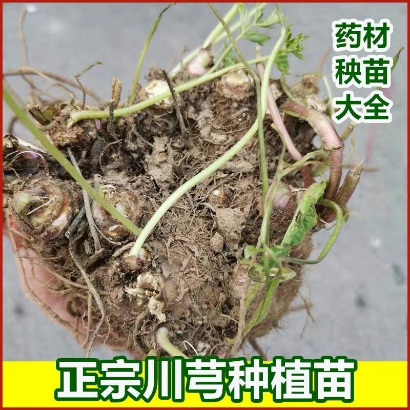 川芎秧苗中药材川芎芽子包出芽包回收免费技术指导