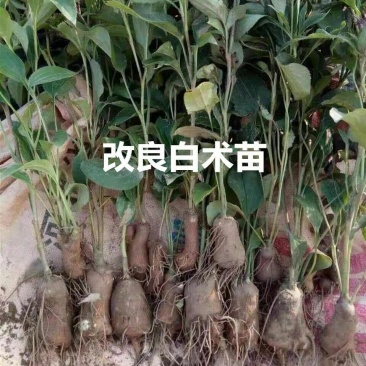 白术苗子河北安国地道纯改良白术芽大货批发