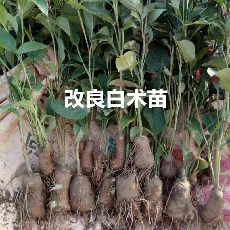 白术苗子河北安国地道纯改良白术芽大货批发