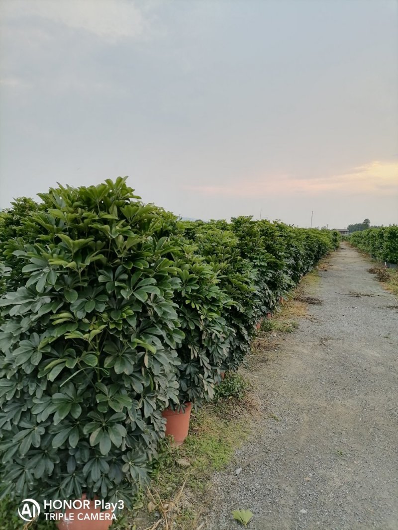 鸭脚木非洲茉莉榕树基地直销图片全部现货，货靓价优