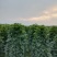 鸭脚木非洲茉莉榕树基地直销图片全部现货，货靓价优