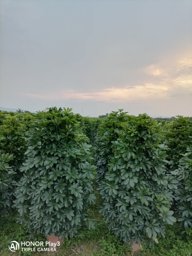 鸭脚木非洲茉莉榕树基地直销图片全部现货，货靓价优