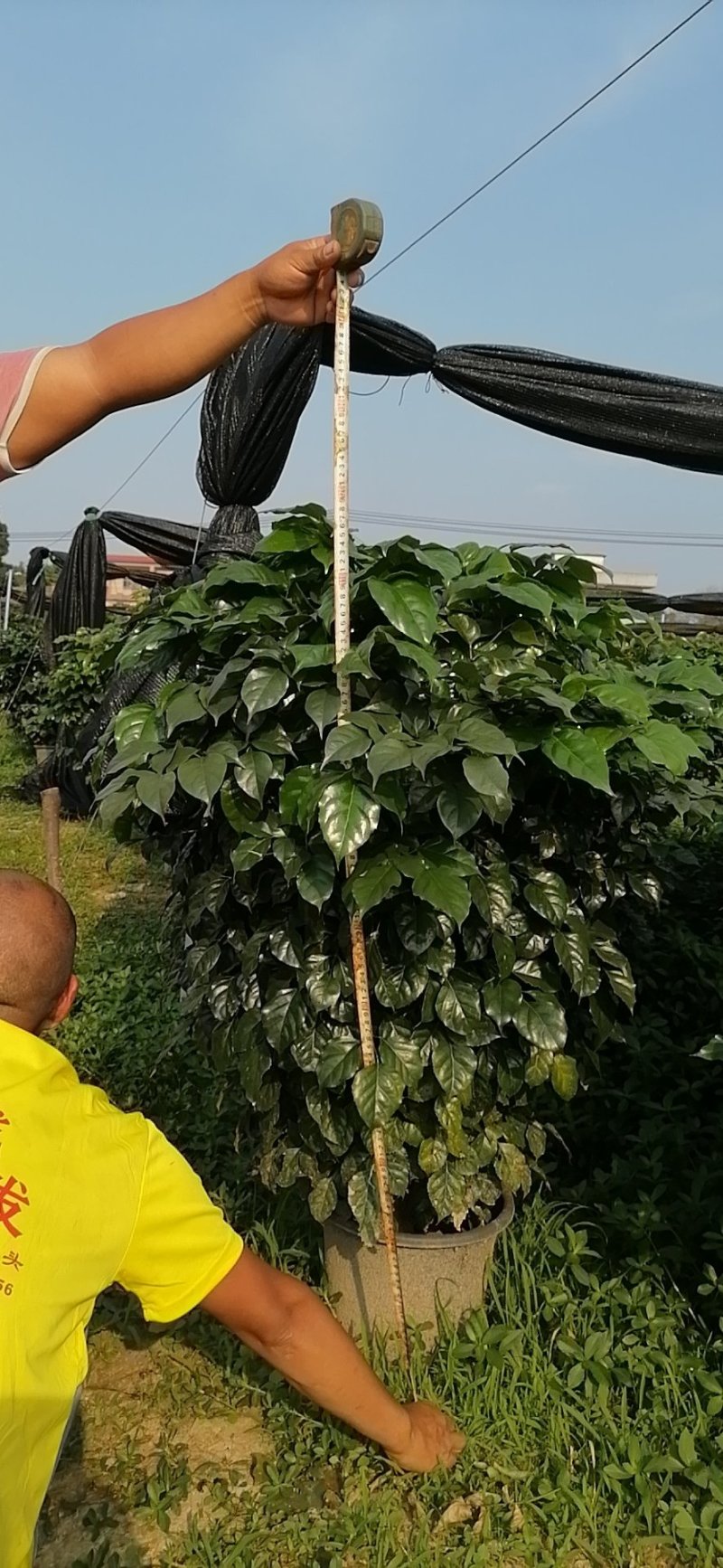 鸭脚木非洲茉莉榕树基地直销图片全部现货，货靓价优