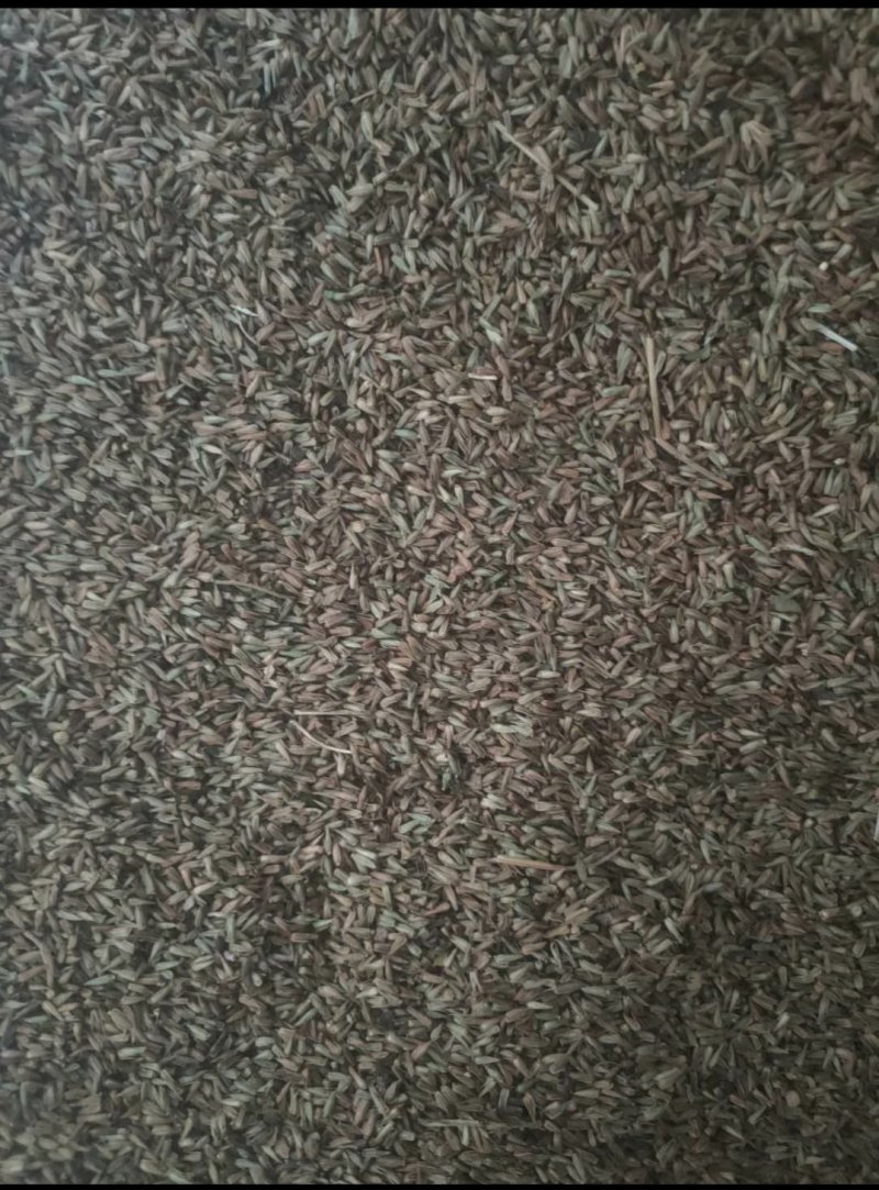 牛膝籽