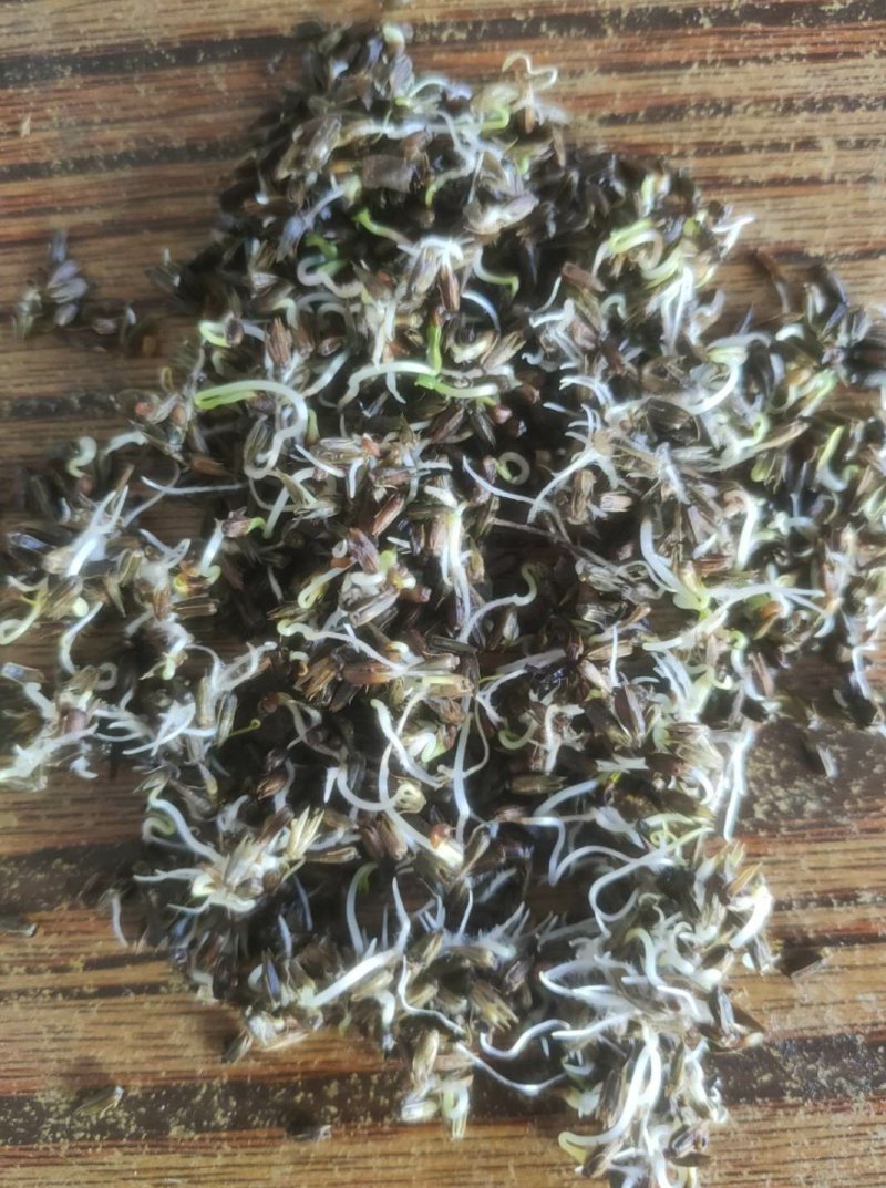 牛膝籽