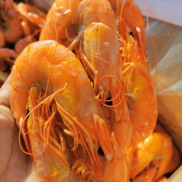 大对虾