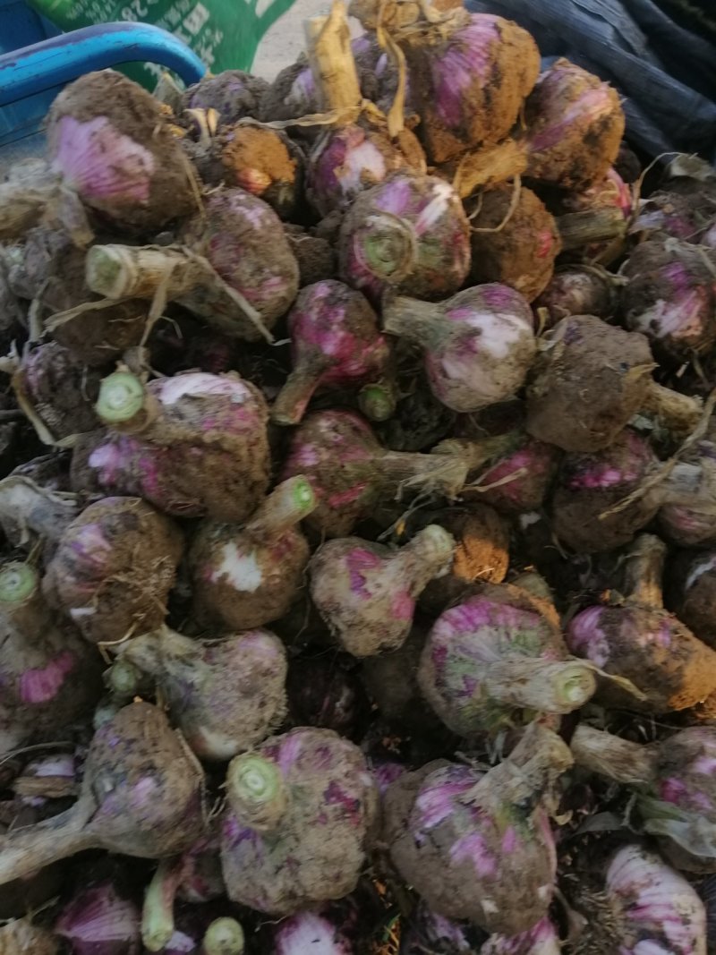 精品大蒜。万亩产地直销质优价廉可视频看货，