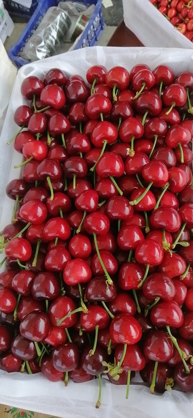 山东大樱桃，电商微商团购商直供！！！！！！