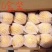 大棚白沙枇杷甜度高口感正