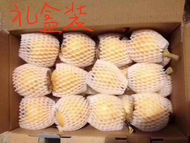 大棚白沙枇杷甜度高口感正