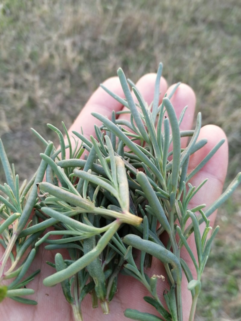 #黄须菜，碱蓬草，黄席菜，碱蓬菜东营特产