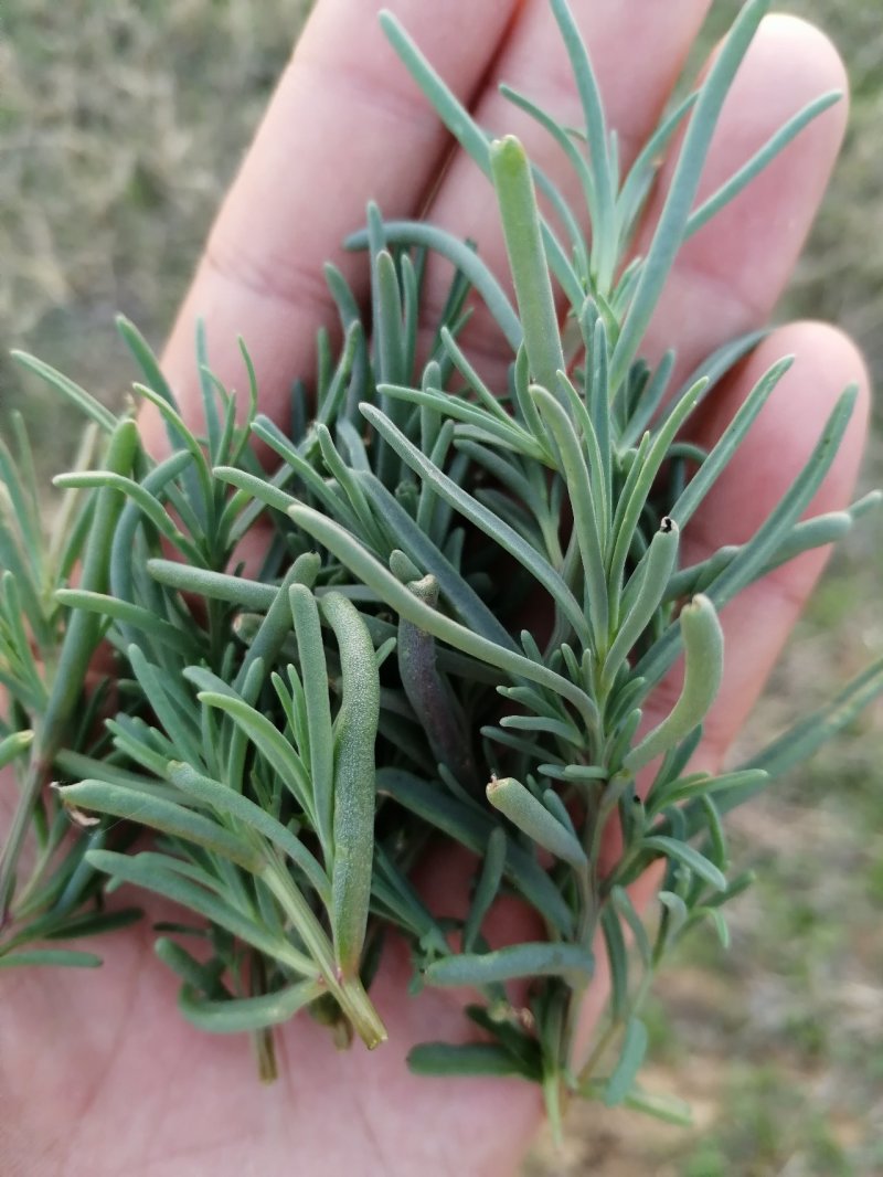 #黄须菜，碱蓬草，黄席菜，碱蓬菜东营特产