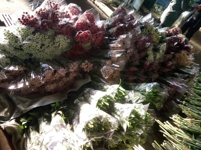 小菊各种颜色凌源基地直发