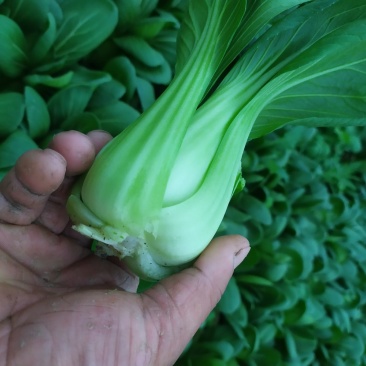 小青菜