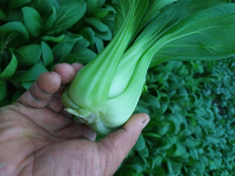 小青菜