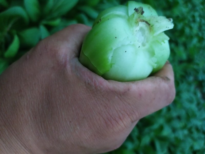 小青菜