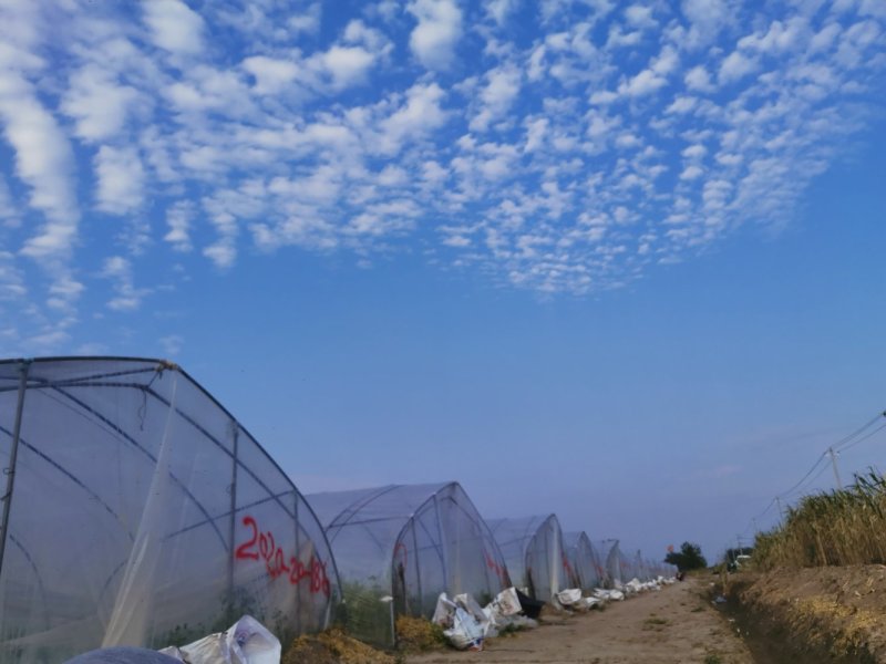 自己家种植200亩睢宁西瓜嘉5.原棚，自生苗西瓜上市