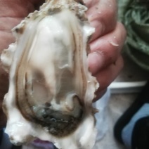 生蚝鲜肉