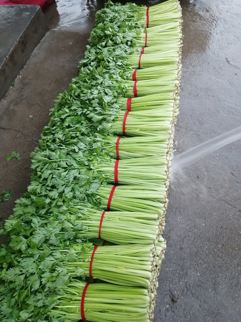 优质大棚小西芹大量上市基地直供提供清洗协助找车