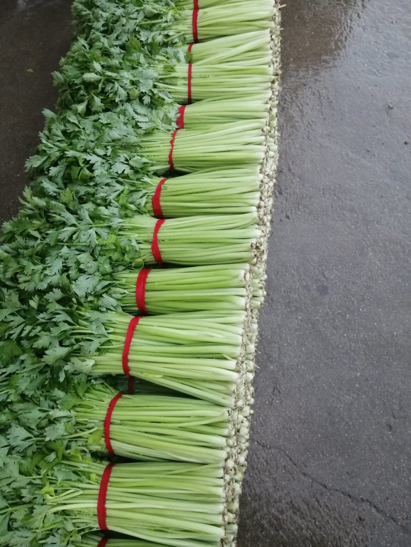 优质大棚小西芹大量上市基地直供提供清洗协助找车