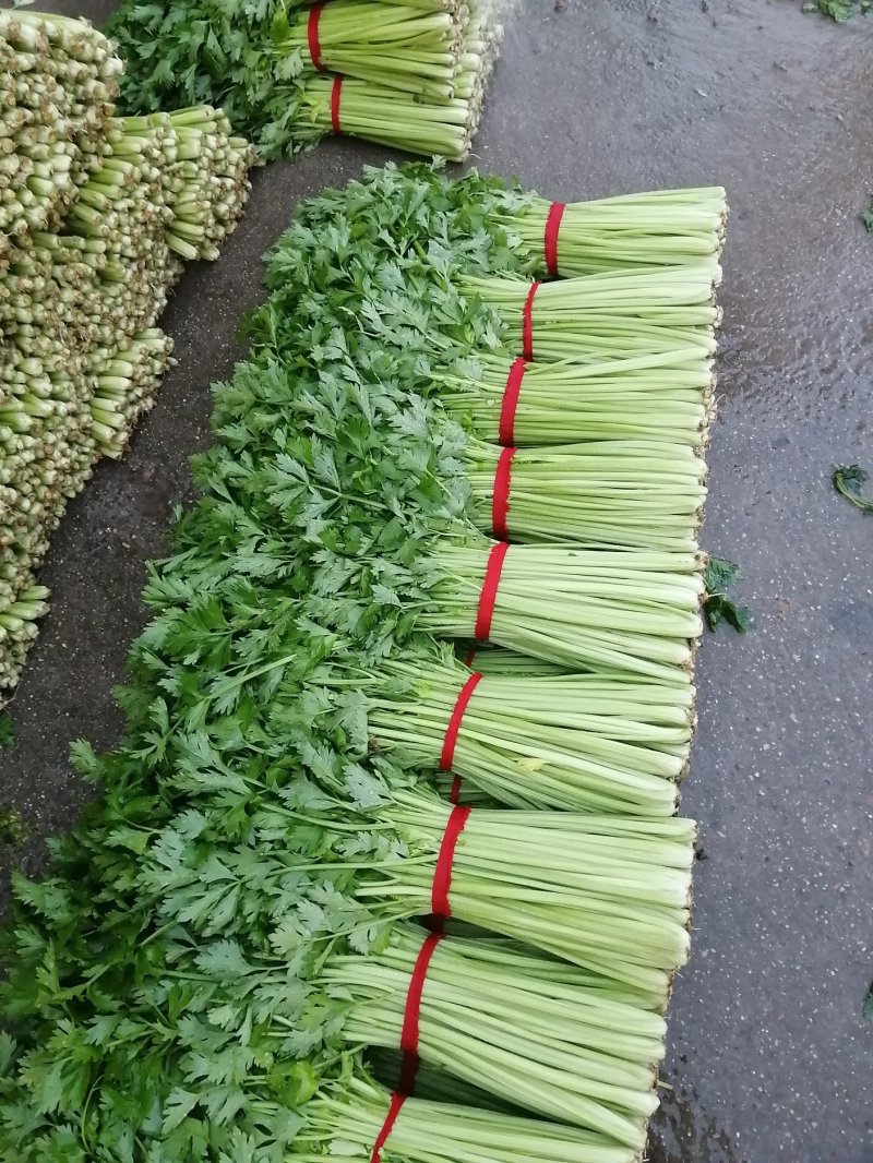优质大棚小西芹大量上市基地直供提供清洗协助找车
