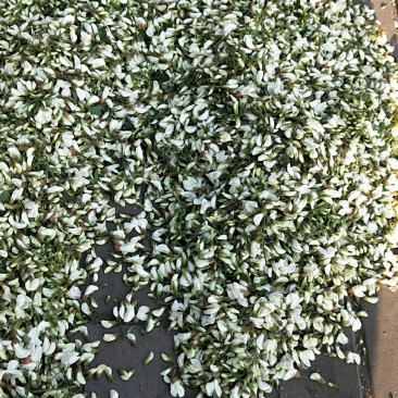 槐花颜色漂亮货干净需要联系