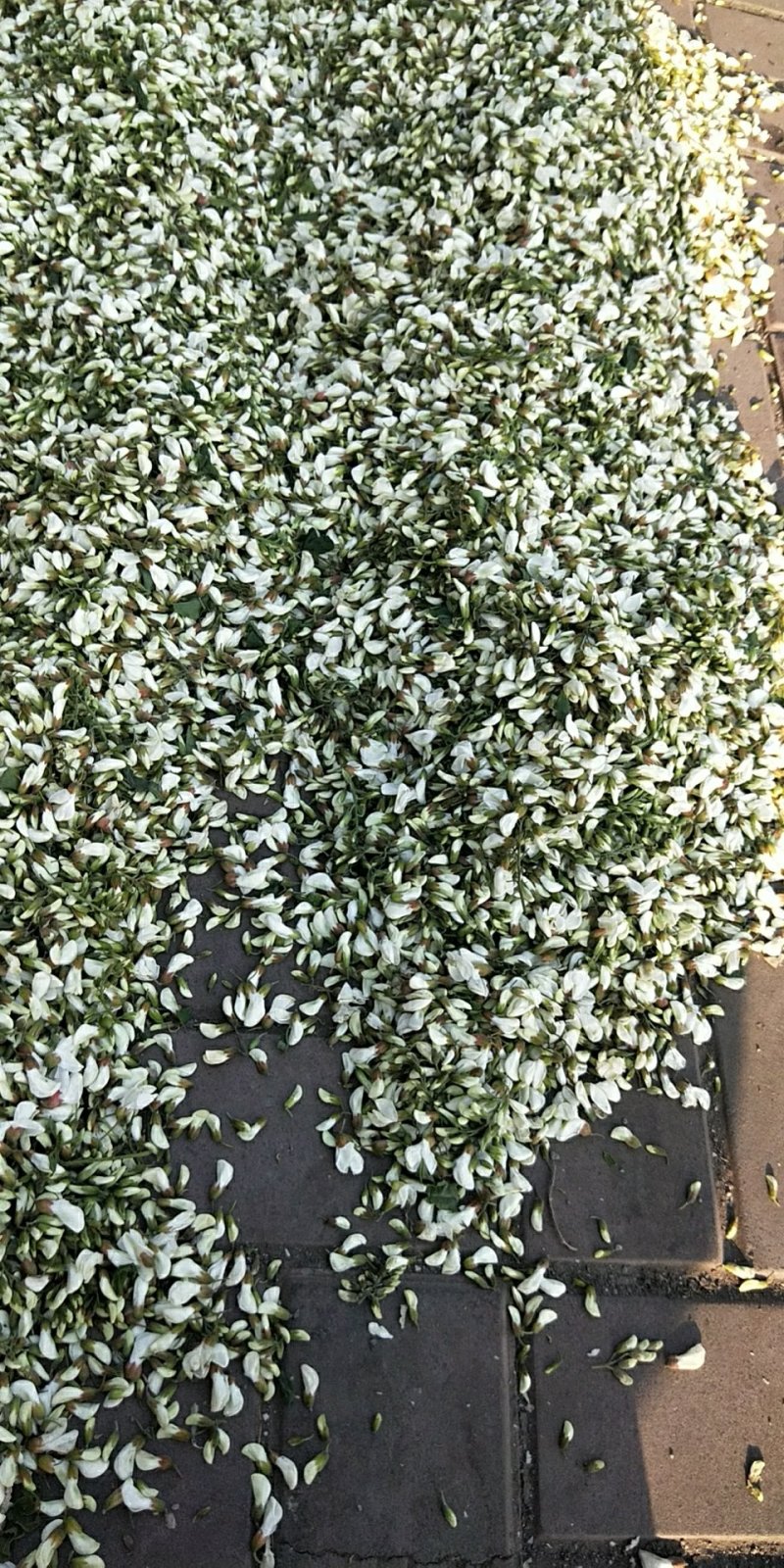 槐花颜色漂亮货干净需要联系
