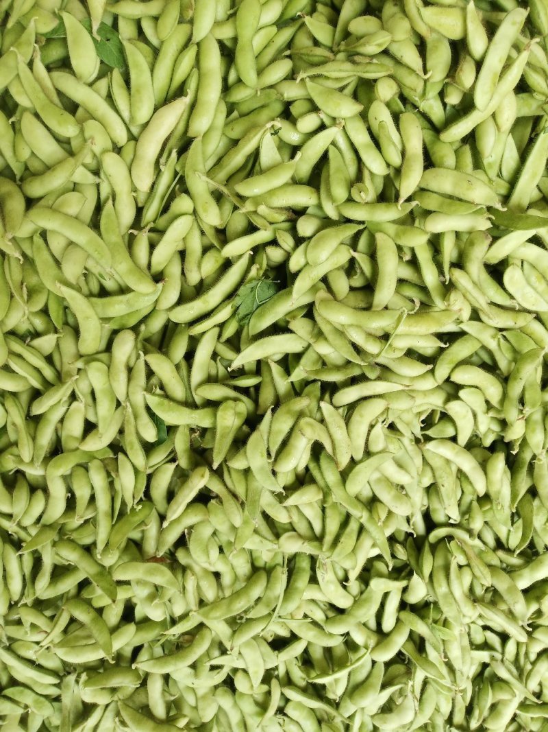 安徽芜湖新上市毛豆豇豆农产地直销