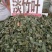 淡竹叶，青绿切片竹叶，颜色漂亮干度好，大量现货供应