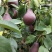 早红考密斯梨,河南早红考密斯梨产地直供60#