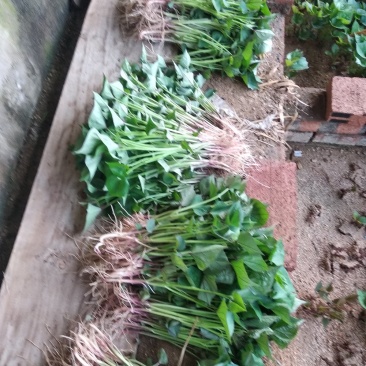 辽宁北镇地瓜苗品种齐全