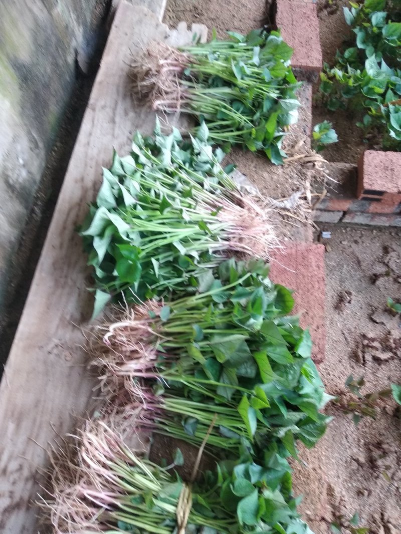 辽宁北镇地瓜苗品种齐全