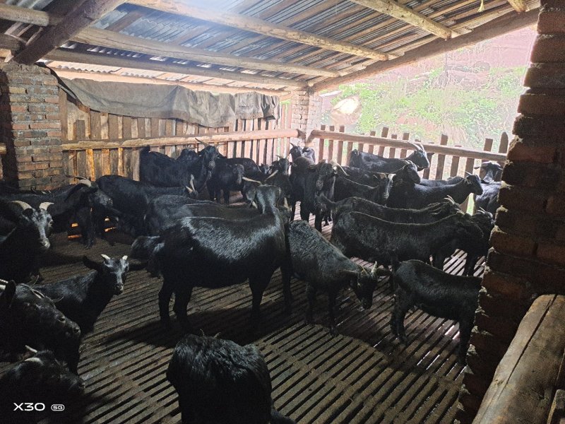 黑山羊种羊批发价格，三十斤以上优质品种，诚信经营，欢迎订购