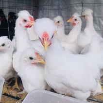 家禽养殖肉蛋兼用型观赏鸡脱温鸡苗全国发货