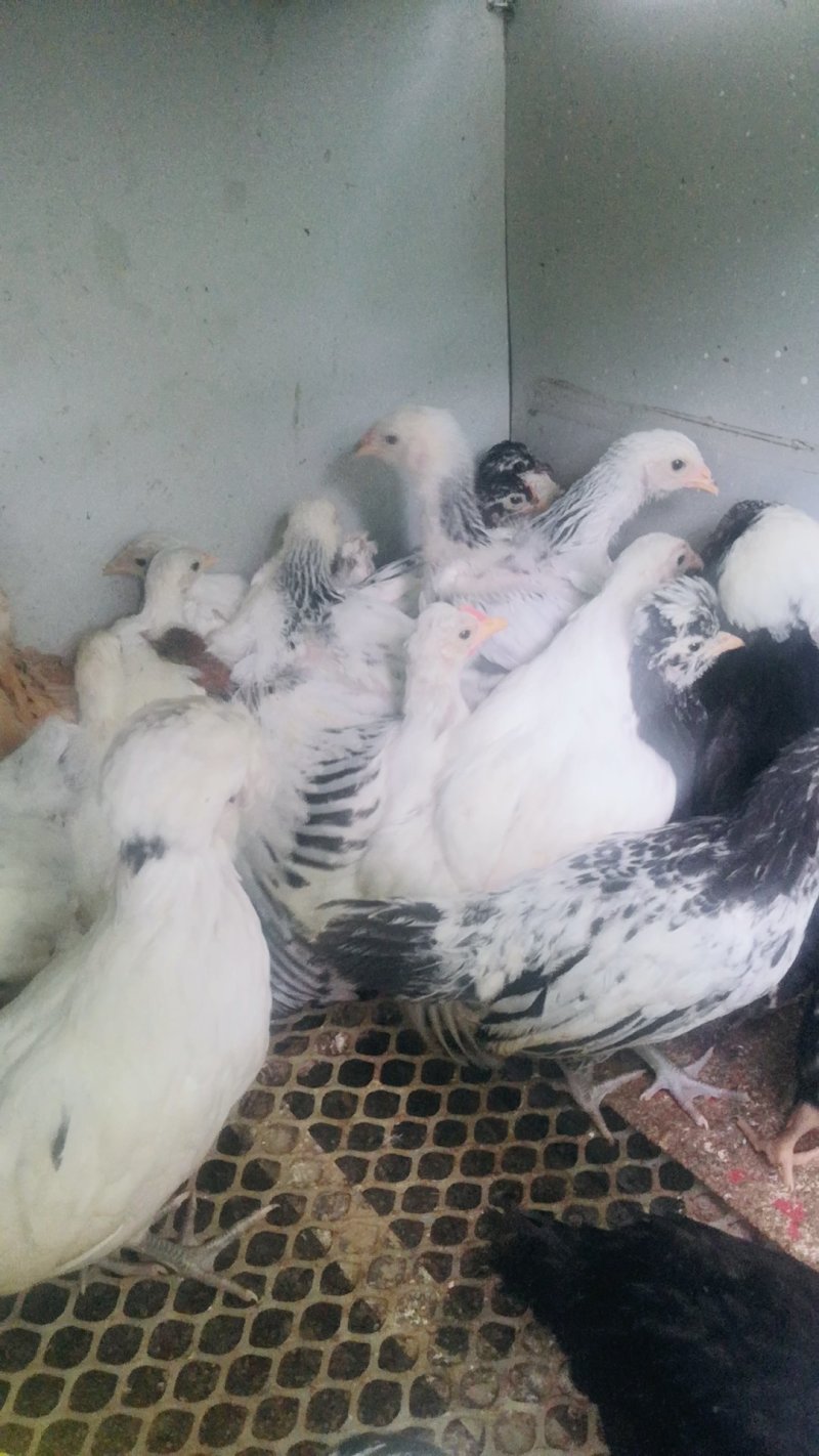 家禽养殖肉蛋兼用型观赏鸡脱温鸡苗全国发货