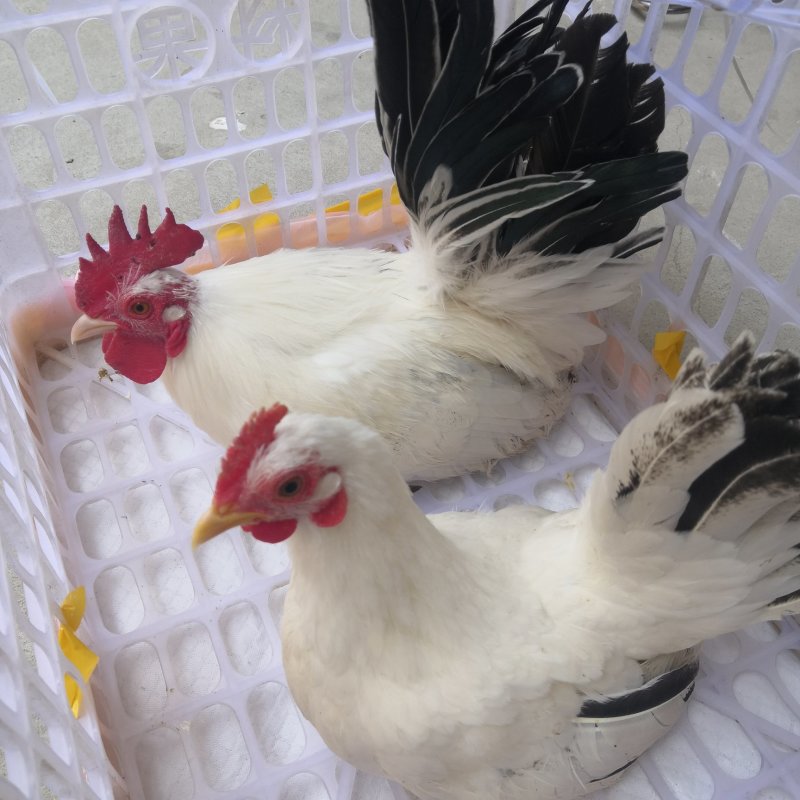 家禽养殖肉蛋兼用型观赏鸡脱温鸡苗全国发货