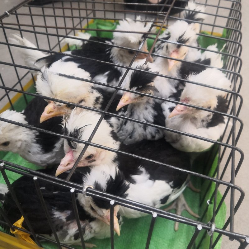 家禽养殖肉蛋兼用型观赏鸡脱温鸡苗全国发货
