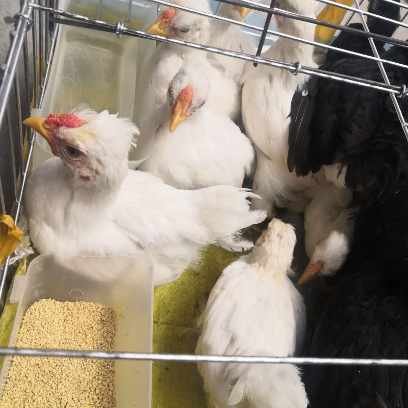 特种养殖观赏鸡土鸡红玉鸡乌鸡芦花鸡