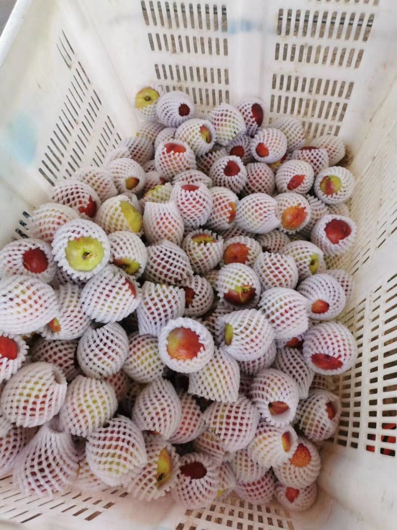红心白心油桃