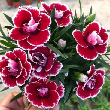 康乃馨盆栽带花苞石竹花苗室内阳台庭院绿植四季开花植物花卉