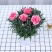康乃馨盆栽带花苞石竹花苗室内阳台庭院绿植四季开花植物花卉