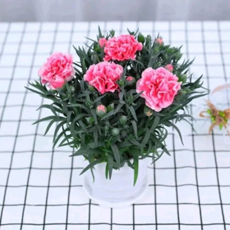 康乃馨盆栽带花苞石竹花苗室内阳台庭院绿植四季开花植物花卉
