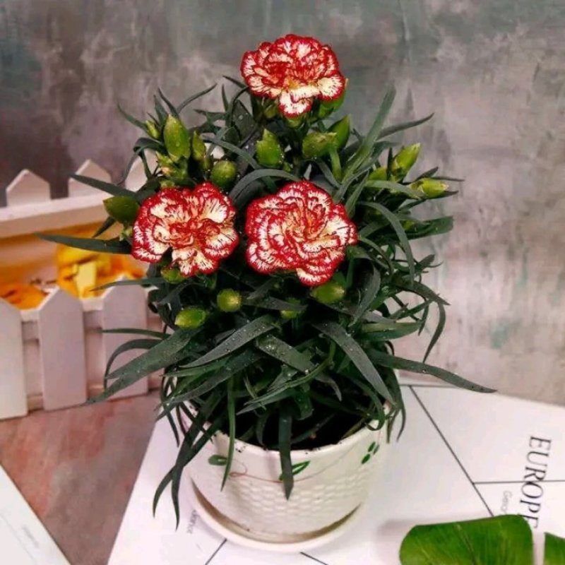 康乃馨盆栽带花苞石竹花苗室内阳台庭院绿植四季开花植物花卉