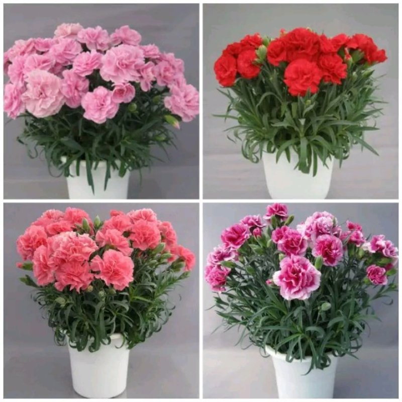 康乃馨盆栽带花苞石竹花苗室内阳台庭院绿植四季开花植物花卉