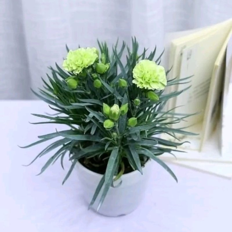康乃馨盆栽带花苞石竹花苗室内阳台庭院绿植四季开花植物花卉