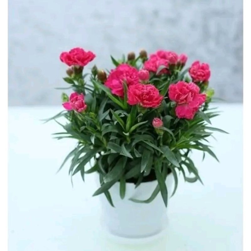康乃馨盆栽带花苞石竹花苗室内阳台庭院绿植四季开花植物花卉